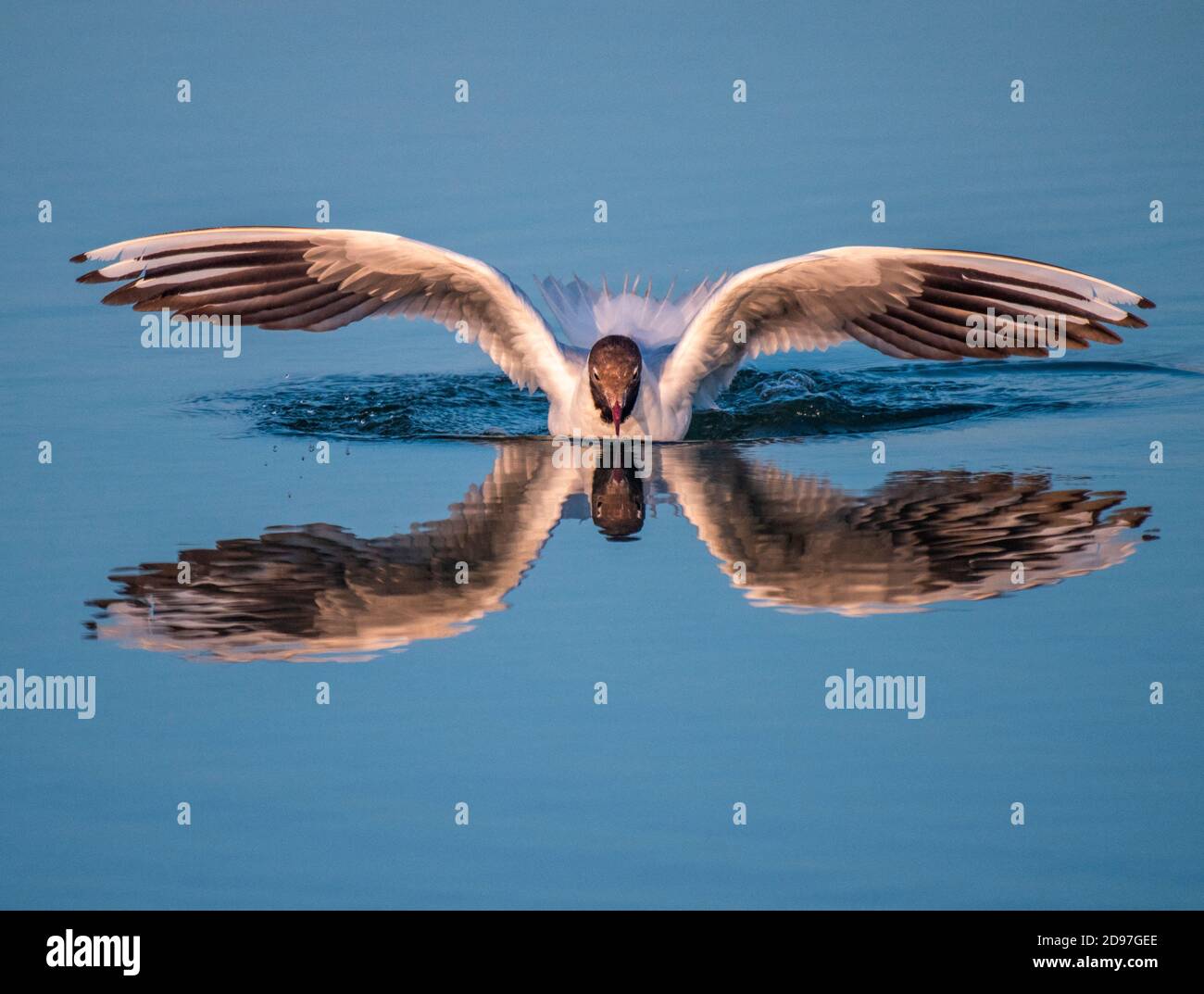 Black-headed Gull (Chroicocephalus ridibundus) landing on the water with its reflection, France Stock Photo