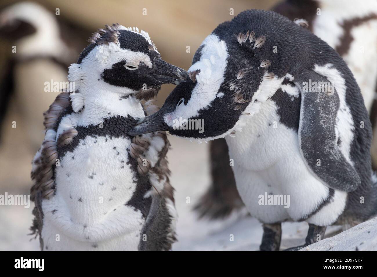 African penguin (Spheniscus demersus), two individuals preening each other, Western Cape, South Africa Stock Photo