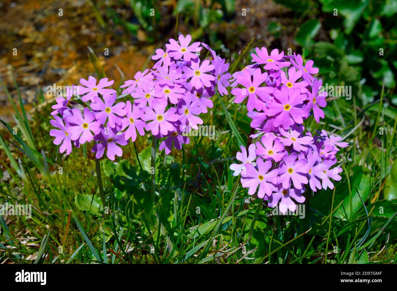 Bird's-eye primrose (Primula farinosa) in a peaty area near springs, Pyrenees, France Stock Photo