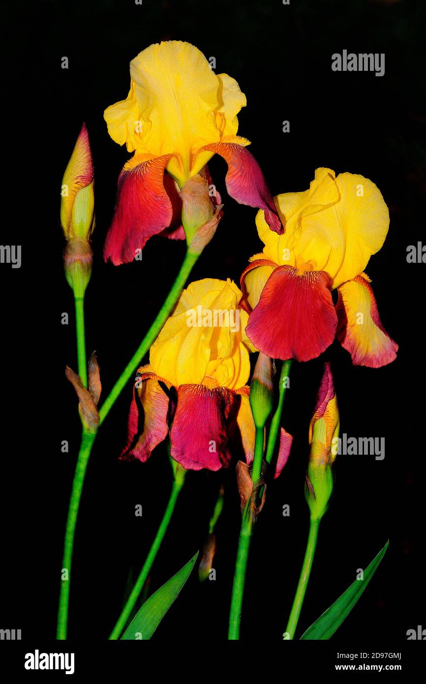 Large Bearded Iris " Supreme Sultan, on a black background Stock Photo