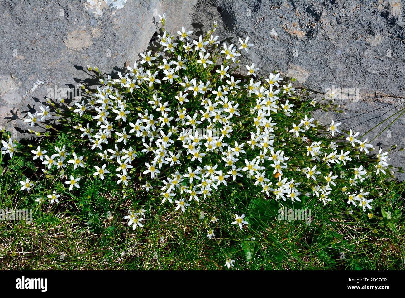 Large-flower sandwort (Arenaria grandiflora) on rocks and lawns on limestone, Pyrenees, France Stock Photo