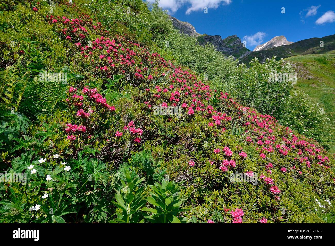 Alpen Rose (Rhododendron ferrugineum) on siliceous soil heath, Pyrenees,  France Stock Photo - Alamy