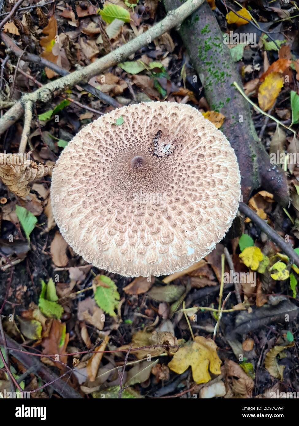 edible parasol mushroom Stock Photo