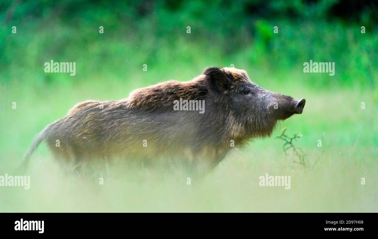 Wild pig (Sus scrofa) in grass, Slovakia Stock Photo