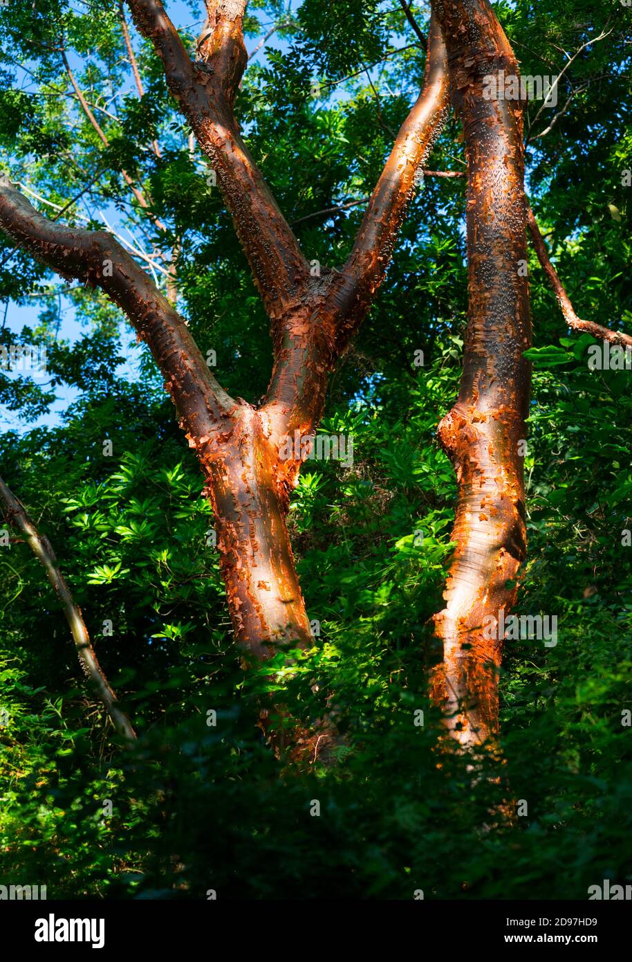 Papelillo tree, Palo blanco tree, Bursera simaruba, Majaguas hill, Pacific  lookouts, Lo de Marcos village, Riviera Nayarit, Pacific Ocean, Nayarit Sta  Stock Photo - Alamy