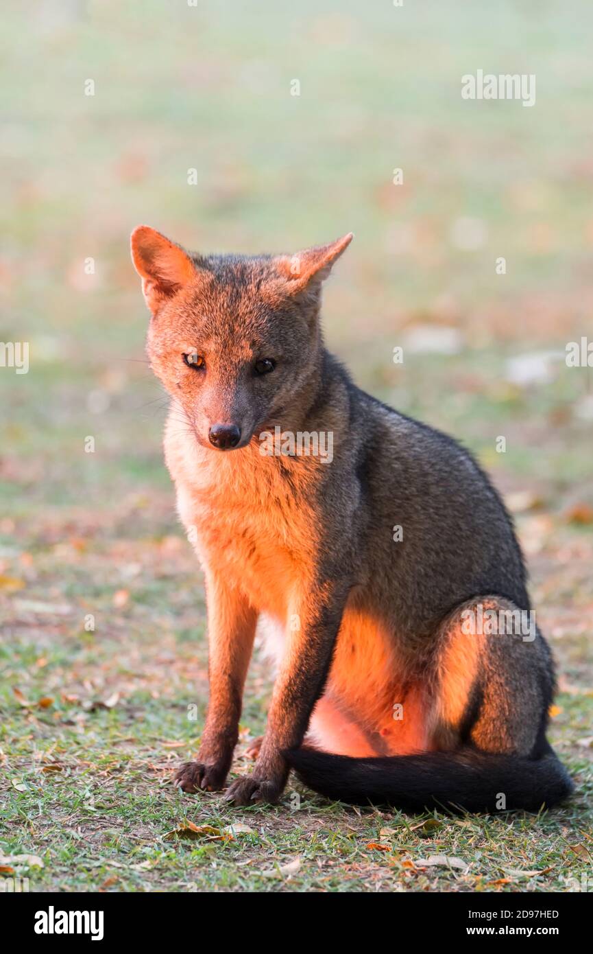Crabeating Fox (Cerdocyon thous), Pantanal, Mato Grosso, Brazil Stock