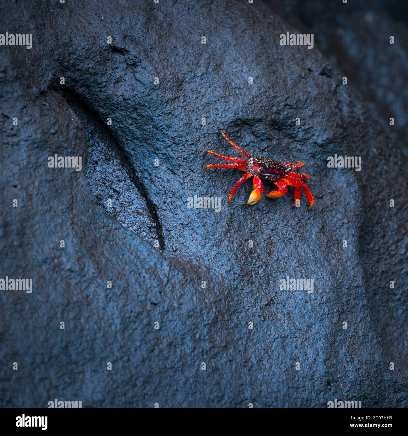 Mangrove crab ucides occidentalis hires stock photography and images