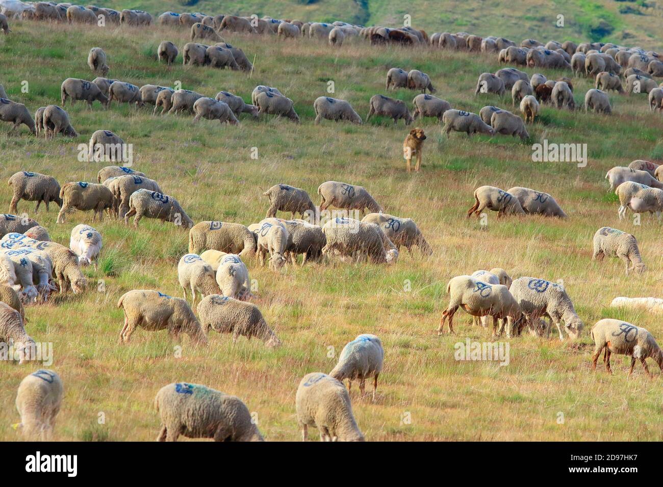 Herd of grazing sheep, Alpes de Haute Provence, France Stock Photo