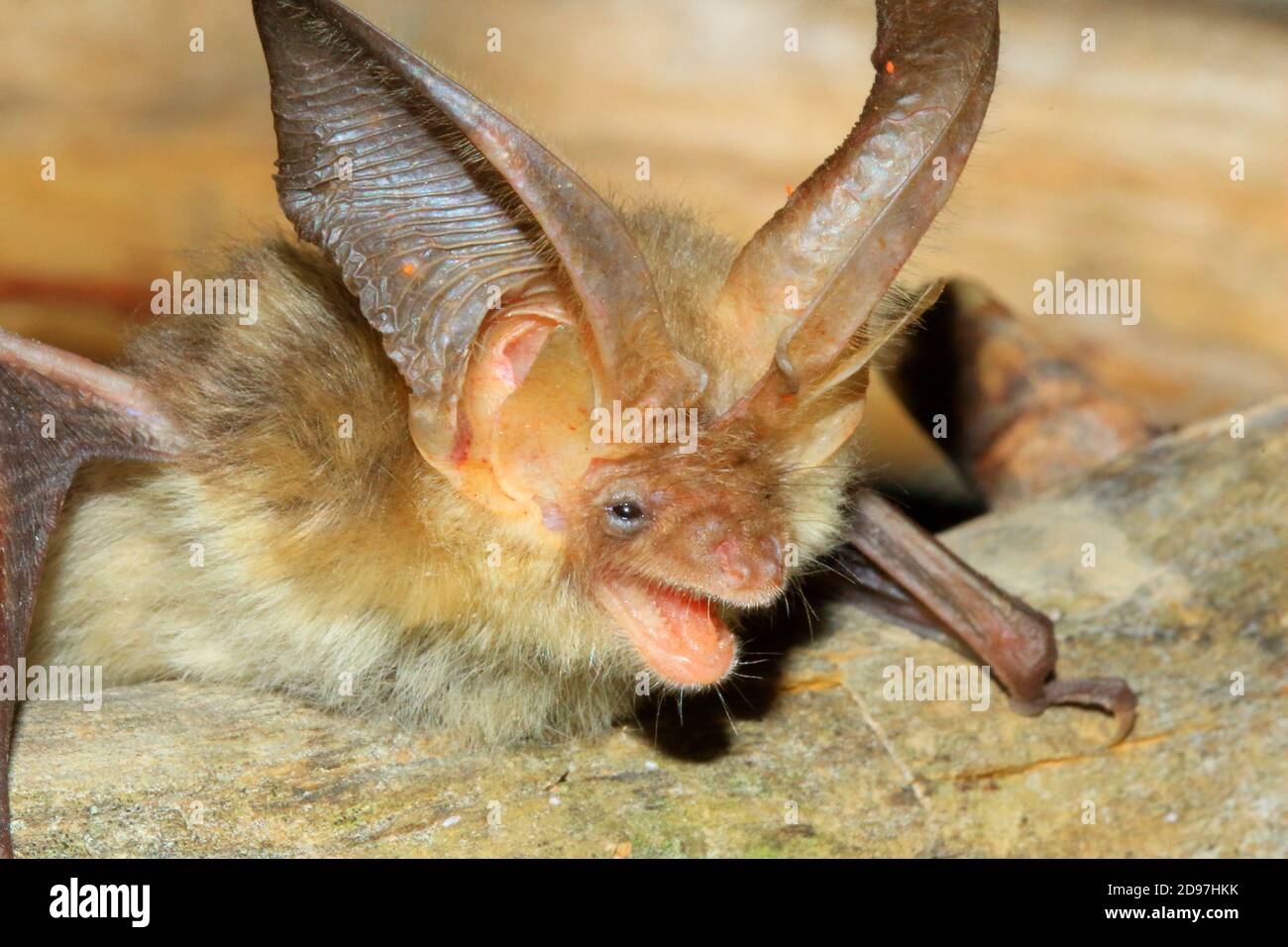 Long eared bat hi-res stock photography and images - Alamy