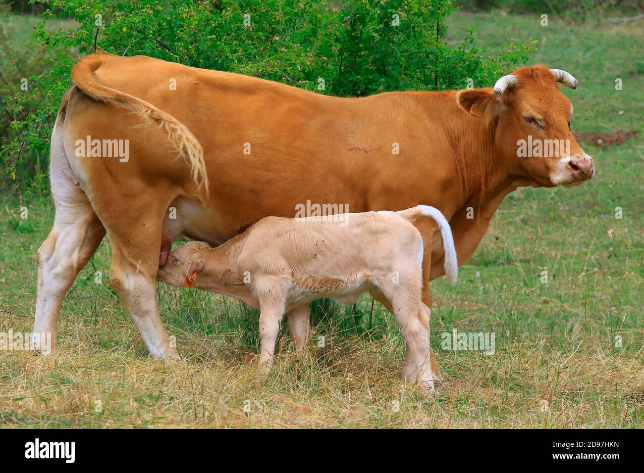 Limousine cow and calf milking in a meadow, France Stock Photo