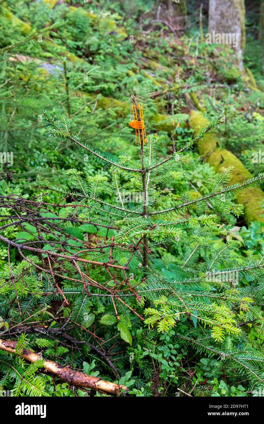 Protection in order to avoid the degradation of a young fir tree by wild animals in summer, Vosges, France Stock Photo