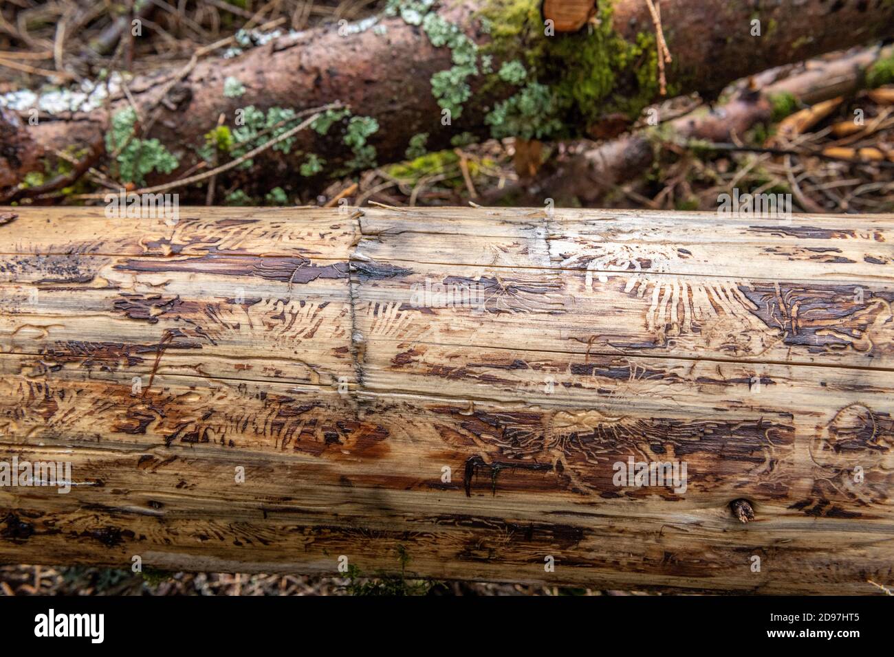Traces of bark beetle on a spruce trunk in summer, Vosges, France Stock Photo