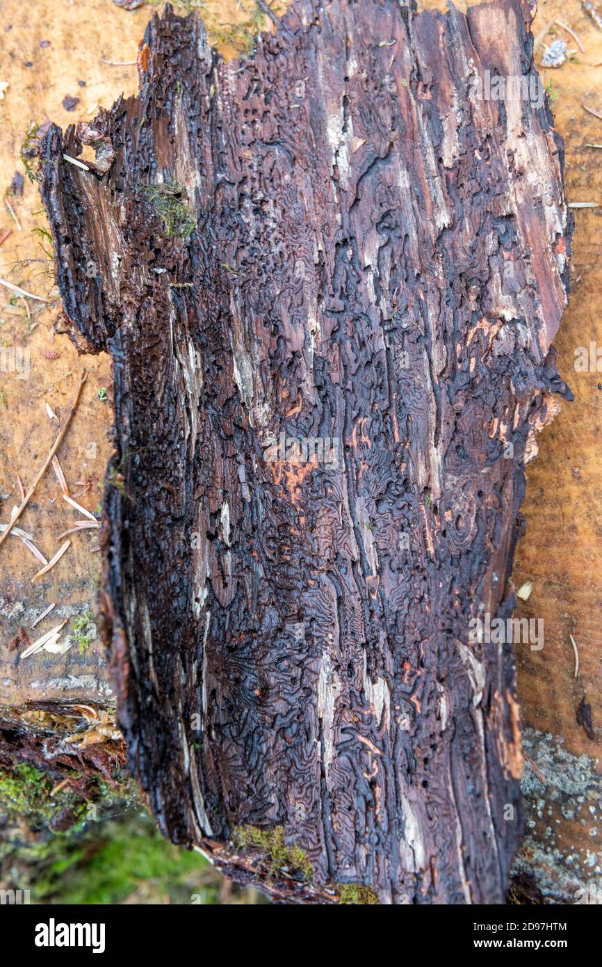Traces of bark beetle on a spruce bark in summer, Vosges, France Stock Photo
