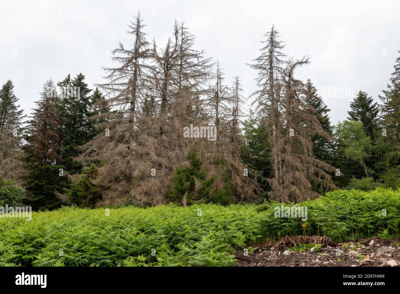 Spruce attacked by bark beetles in summer, The 2 bark beetles responsible for damage to spruce trees are the calcograph and the typograph, Vosges, Fra Stock Photo