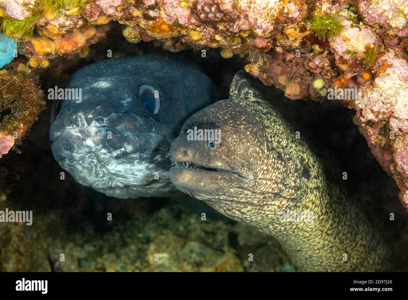 Conger eel, (Conger conger) and Mediterranean moray (Muraena helena) sharing the same den, Vis Island, Croatia, Adriatic Sea, Mediterranean Stock Photo