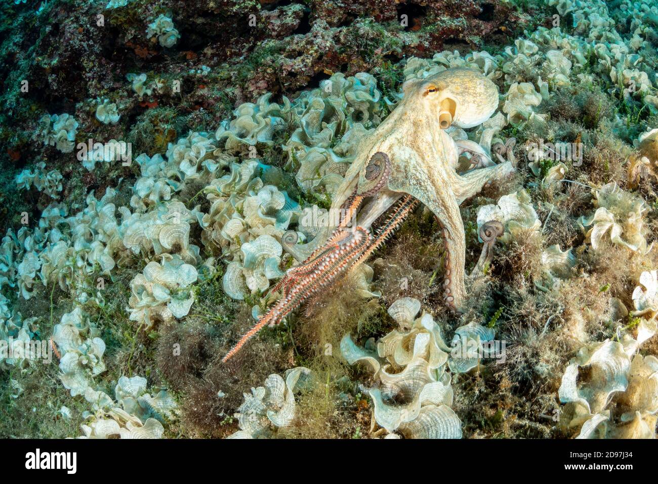 Big Octopus, (Octopus vulgaris), fighting with Bearded fireworm