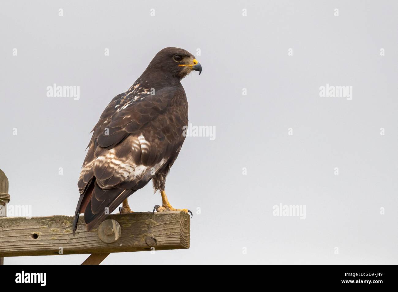 Jackal Buzzard (Buteo rufofuscus), adult perched on a post seen from the back, Western Cape, South Africa Stock Photo