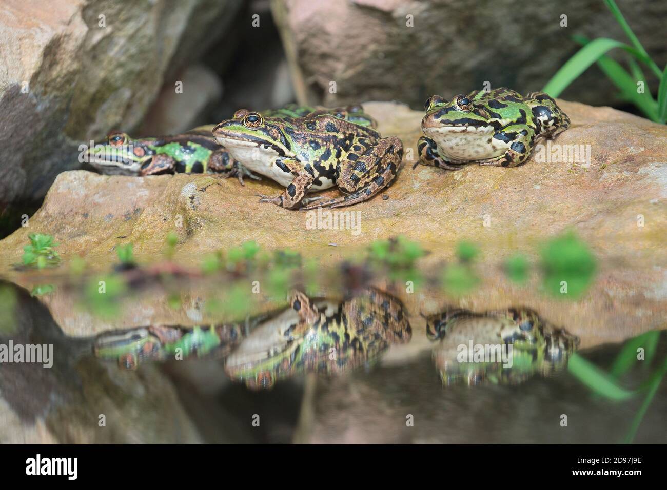 Green frogs (Pelophylax kl. esculentus) group on rock with their reflection in the water, Alsace, France Stock Photo