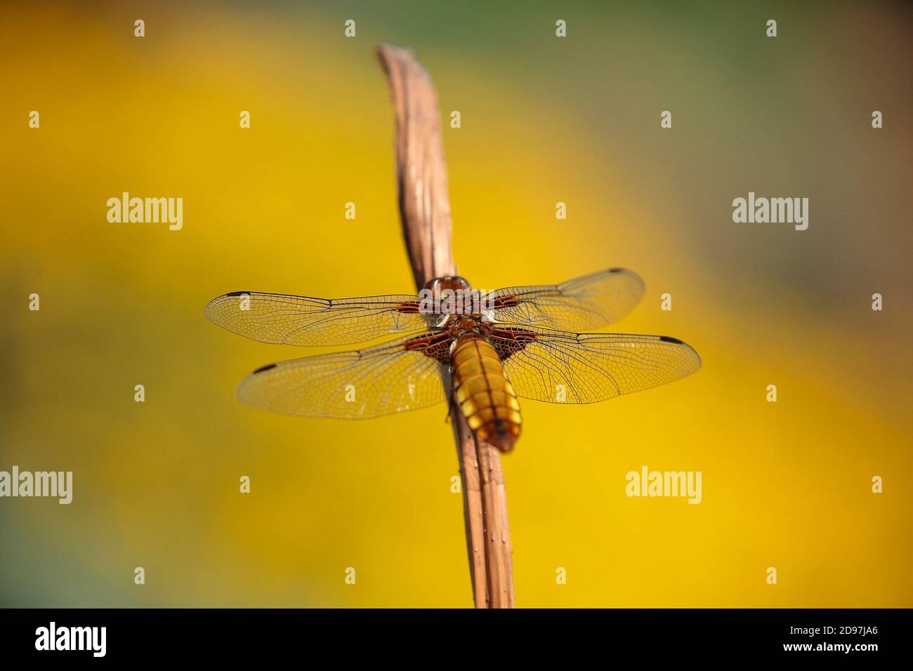 Eurasian red dragonfly (Sympetrum depressiusculum) female on her resting place, Alsace, France Stock Photo