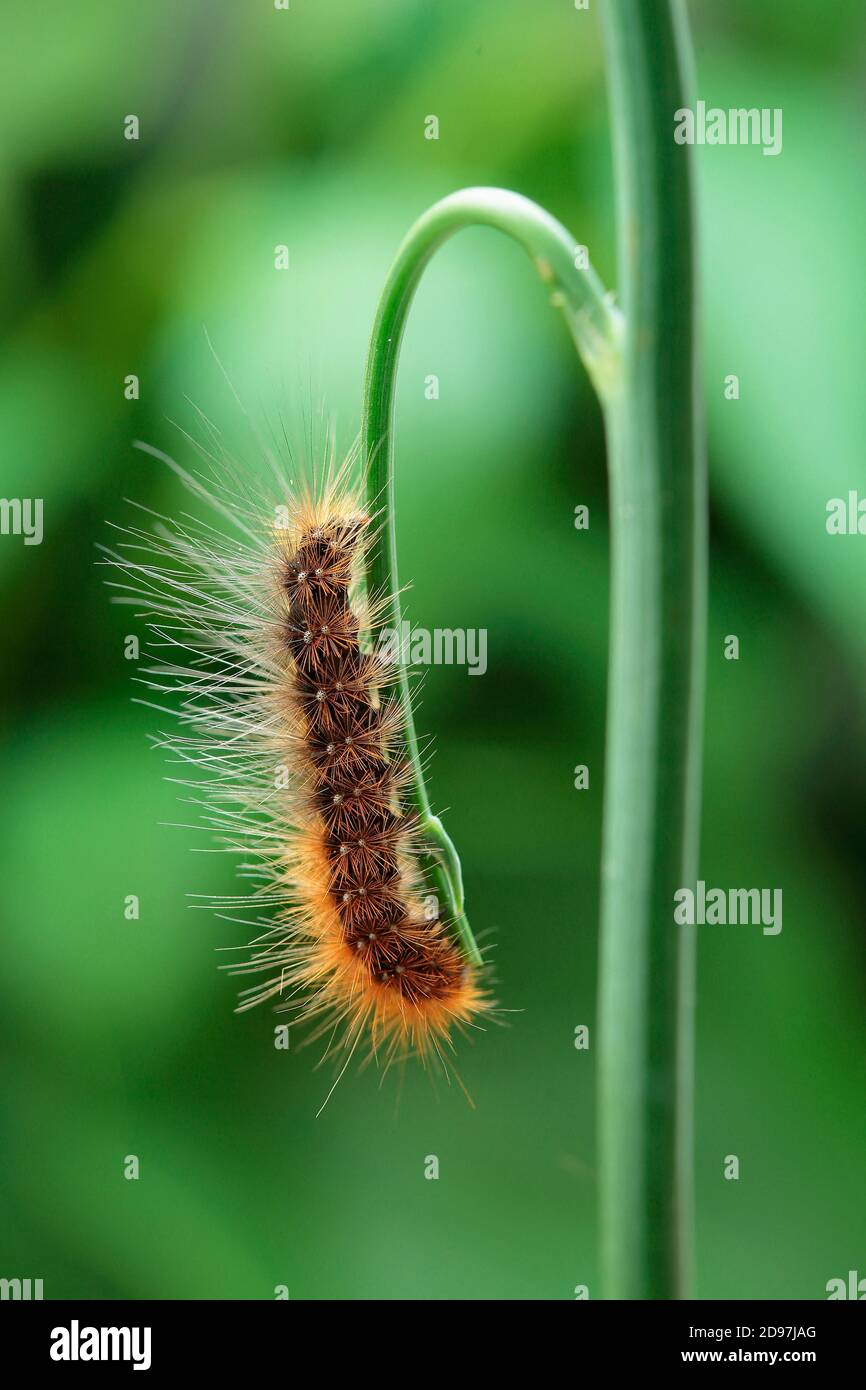Garden Tiger (Arctia caja) immobile caterpillar on a plant stem, Alsace, France Stock Photo