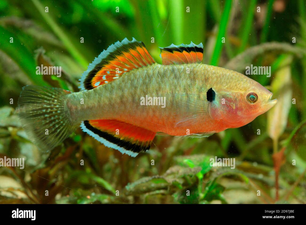 Empire gudgeon hypseleotris compressa hires stock photography and