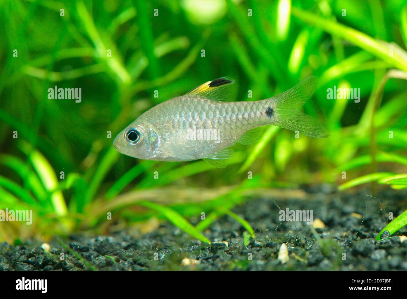 Drape Fin Barb (Oreichthys crenuchoides) female in aquarium Stock Photo
