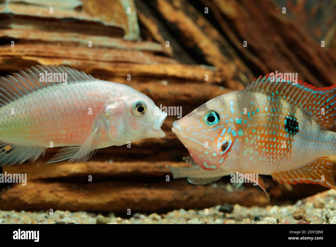 Confrontation between a male Haplochromis (Haplochromis sp) 'salmon' and a Firemouth (Thorichthys maculipinnis) in aquarium Stock Photo