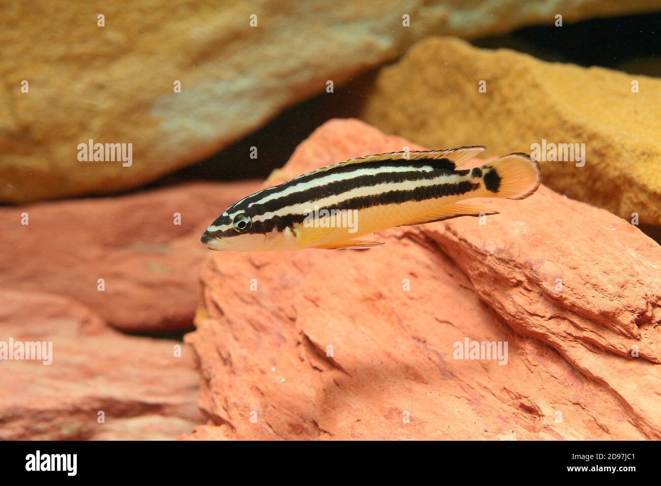 Golden Julie (Julidochromis ornatus) in aquarium Stock Photo