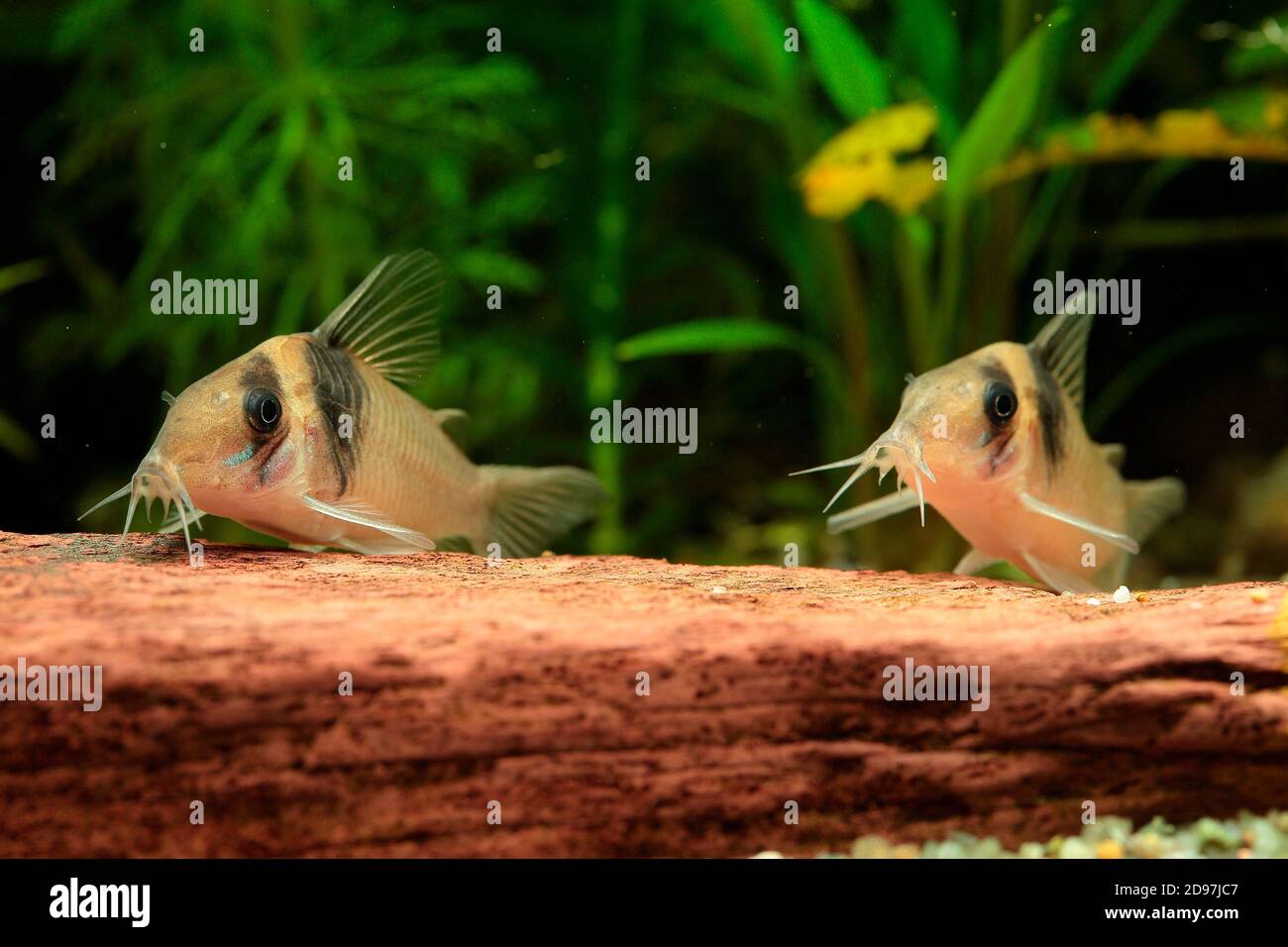 Cory catfish (Corydoras virginiae) in aquarium Stock Photo