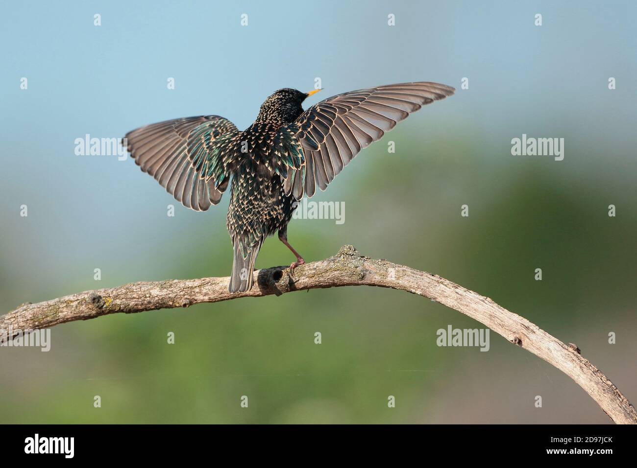 Common Starling (Sturnus vulgaris) male parading to attract a female, Alsace, France Stock Photo