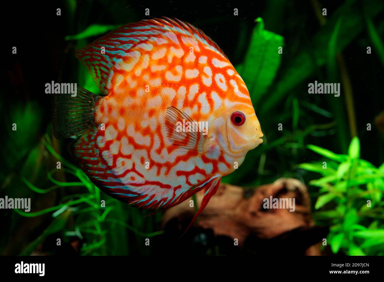 Discus (Symphysodon aequifasciatus) red pigeon blood in aquarium Stock