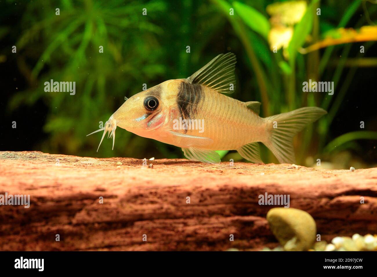 Cory catfish (Corydoras virginiae) in aquarium Stock Photo