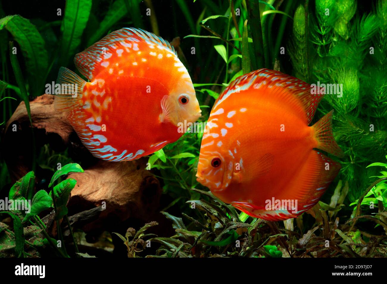 Discus (Symphysodon aequifasciatus) red pigeon blood in aquarium Stock