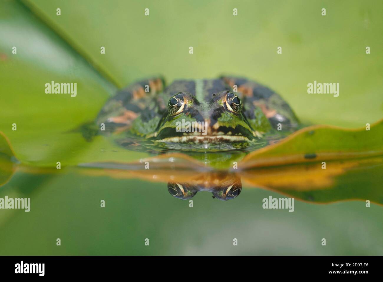 Green frog (Pelophylax kl. esculentus) on a water lily leaf, Alsace, France Stock Photo