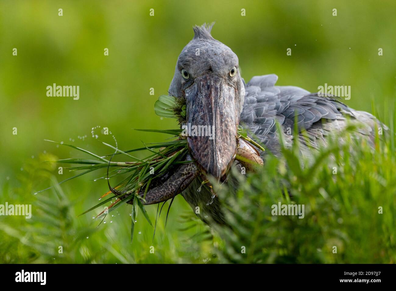 Shoebill (Balaeniceps rex), catching a dipneuste (protoptera = pulmonary bony fish that bury