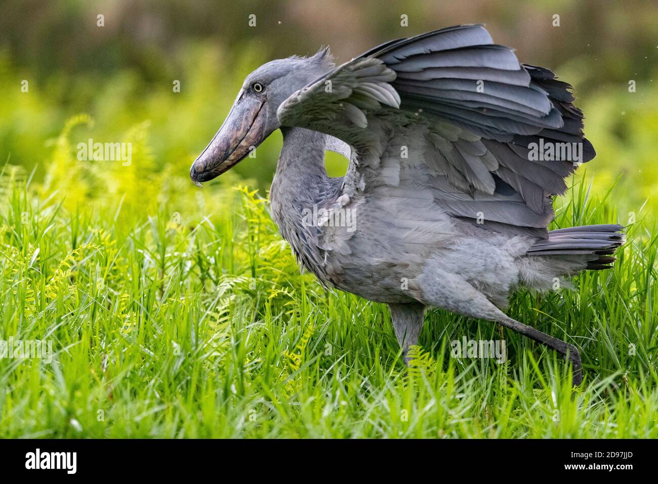 Shoebill (Balaeniceps rex), hunting for dipneuste (protoptera = pulmonary bony fish that bury themselves in the mud when water runs out, Mabamba swamp Stock Photo
