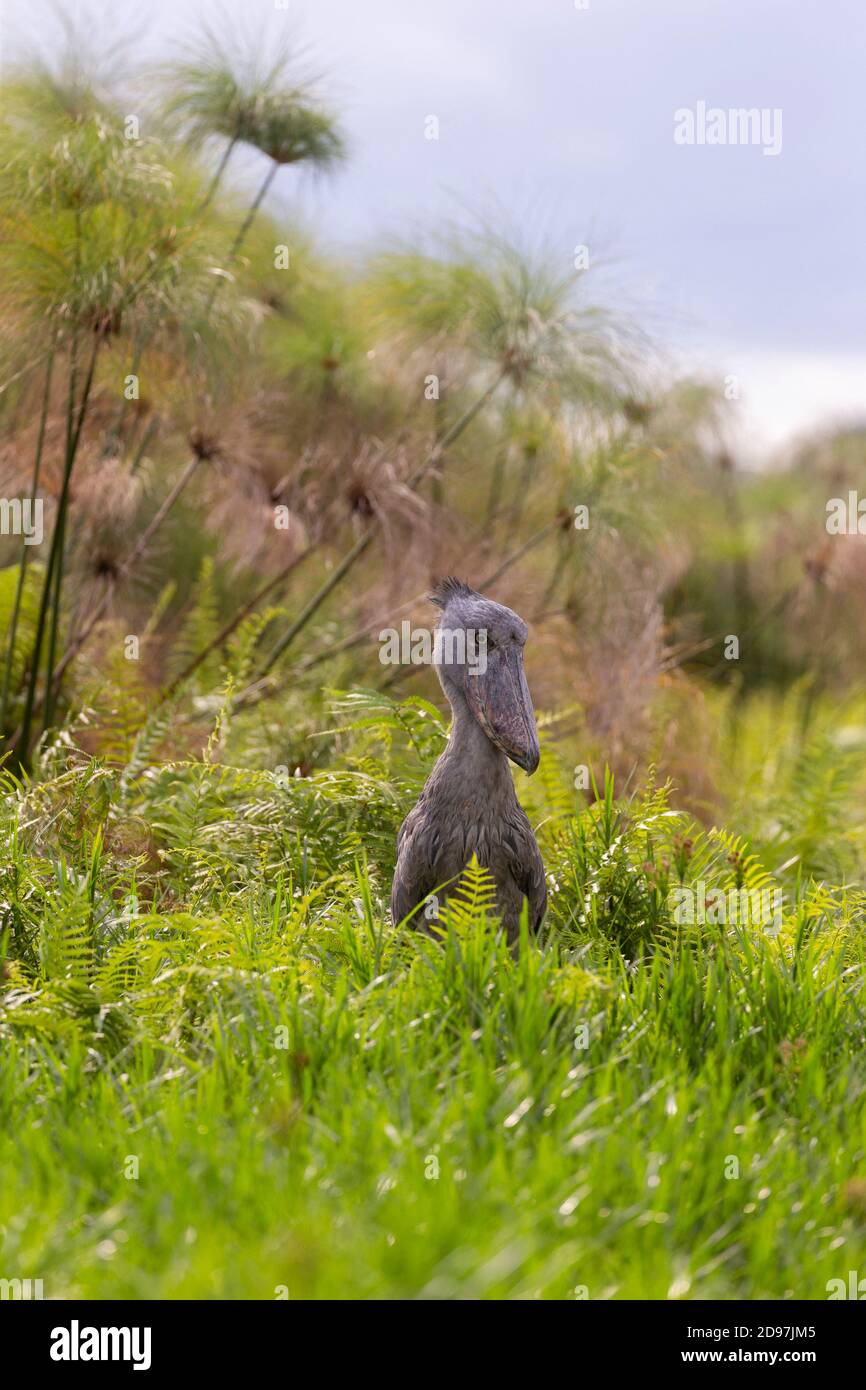Shoebill (Balaeniceps rex), hunting for dipneuste (protoptera = pulmonary bony fish that bury themselves in the mud when water runs out, Mabamba swamp Stock Photo
