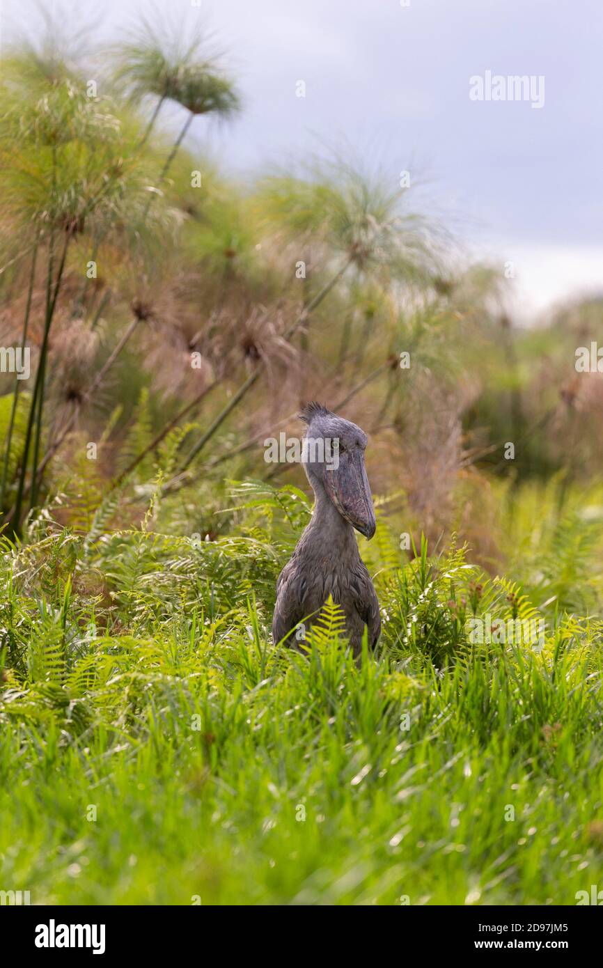 Shoebill Balaeniceps Rex Hunting For Dipneuste protoptera 
