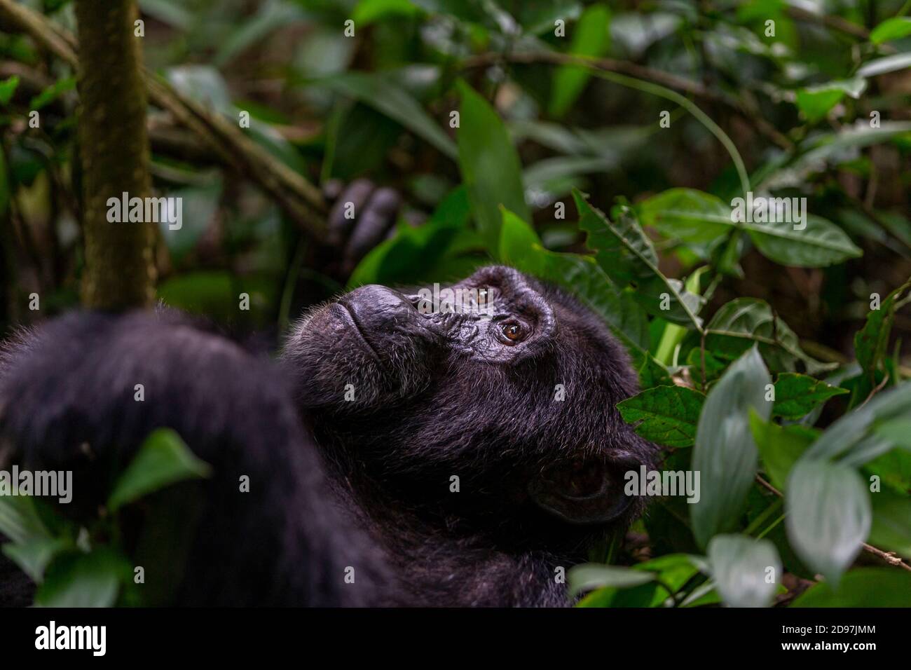 Chimpanzee (Pan troglodytes) male, Kibale National Park, Uganda Stock Photo