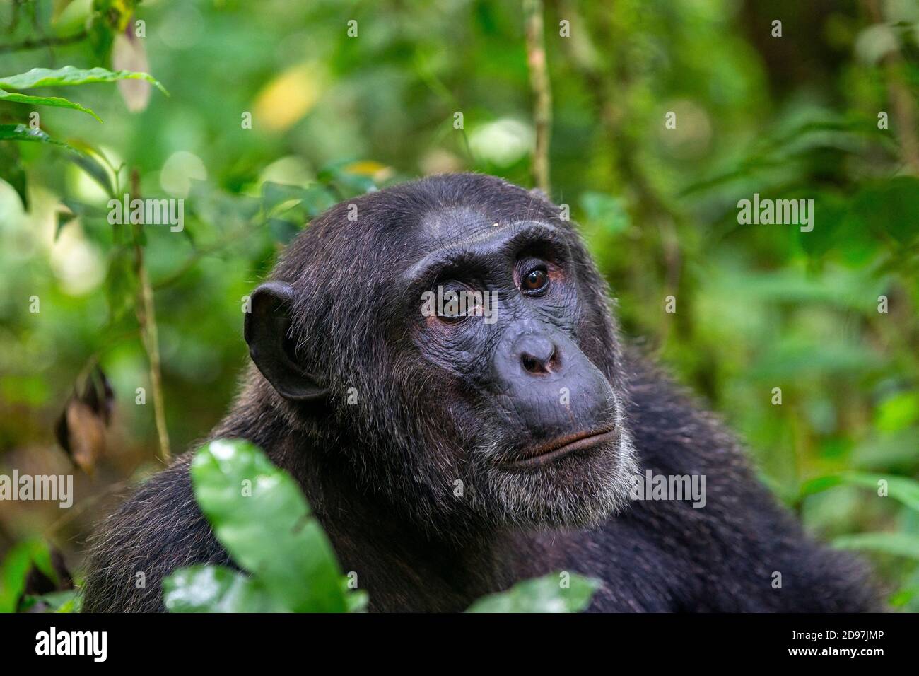 Chimpanzee (Pan troglodytes) male, Kibale National Park, Uganda Stock Photo