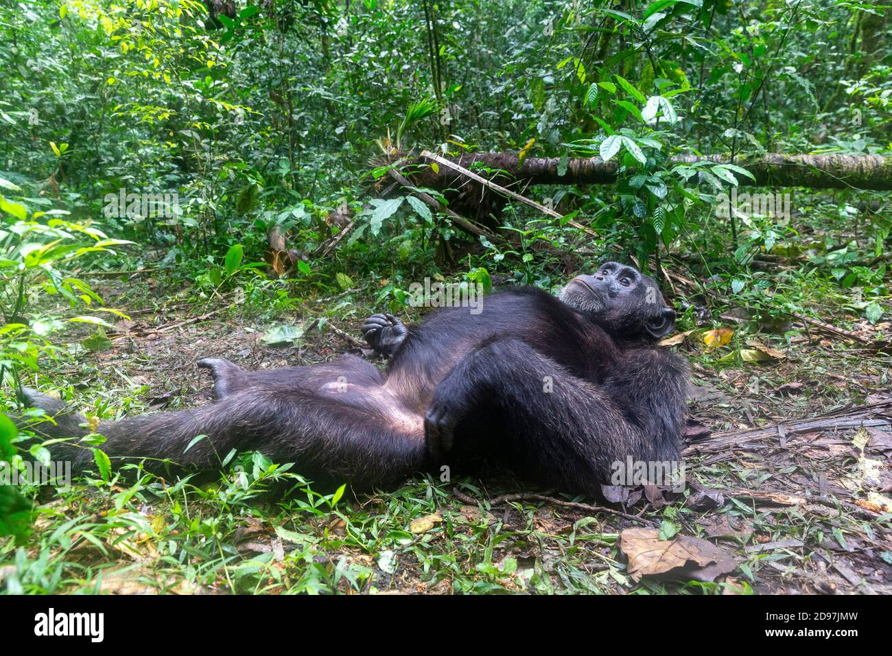 Chimpanzee (Pan troglodytes) male , Alpha male, Resting on the ground, Kibale National Park, Uganda Stock Photo