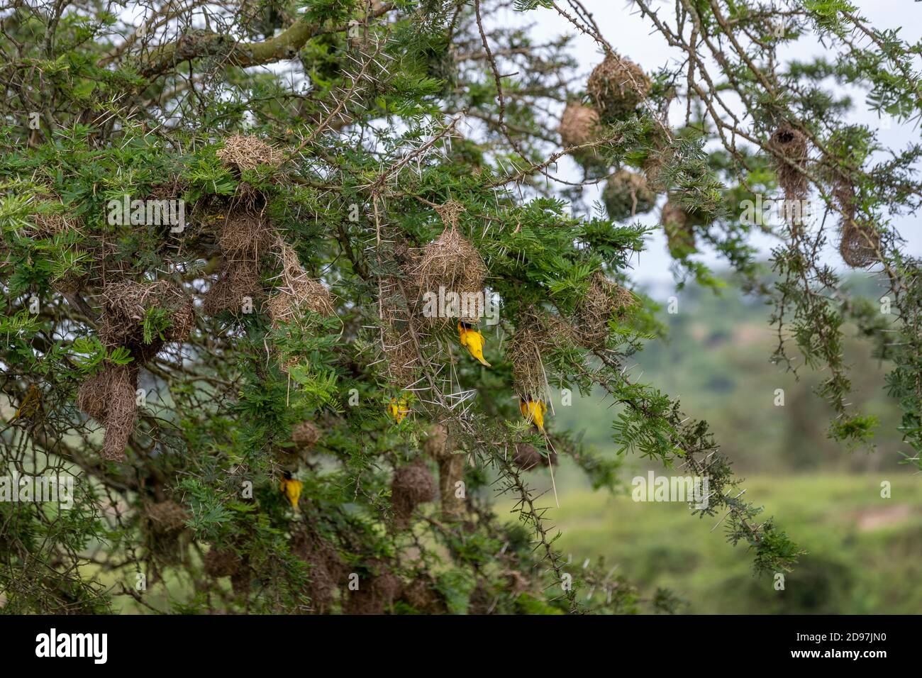 Village Weaver (Ploceus cucullatus), build a nest, Lake Mburo national park, Uganda Stock Photo