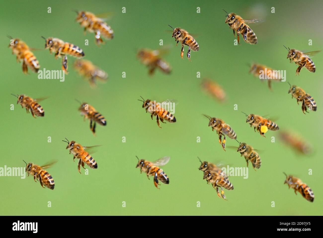 Honey bees (Apis mellifera) back to the hive, Vosges du Nord Regional Nature Park, France Stock Photo