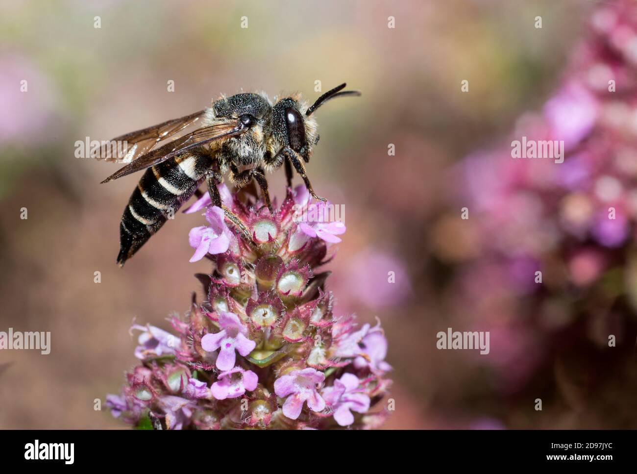 Leaf-cutting cuckoo bee (Coelioxys conoidea) on thyme, Vosges du Nord Regional Nature Park, France Stock Photo