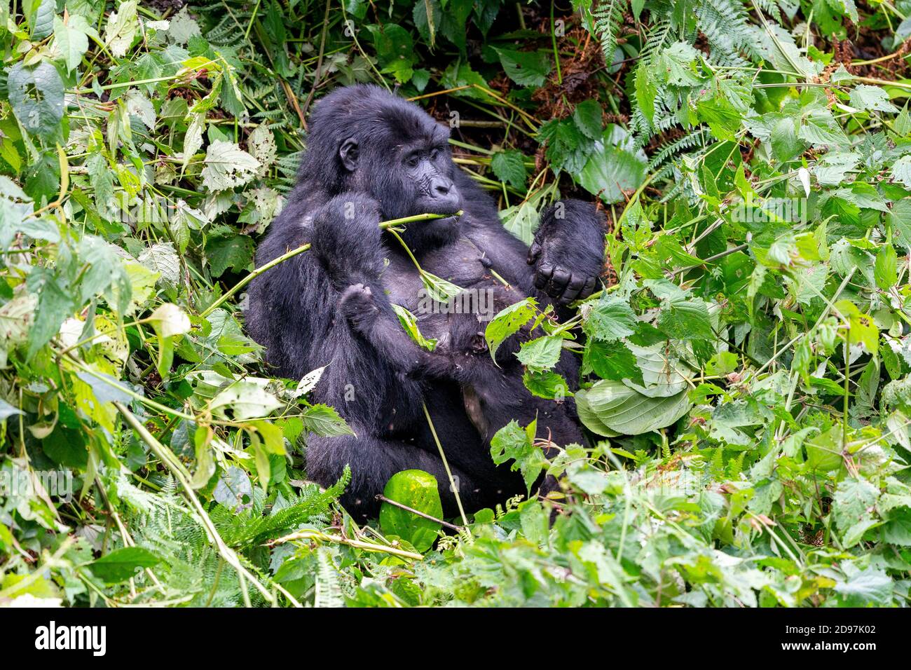 Mountain gorilla (Gorilla beringei beringei), Mother and baby, eating vegetal rod, members of the Mishaya group, The rainforest of the Bwindi Impenetr Stock Photo