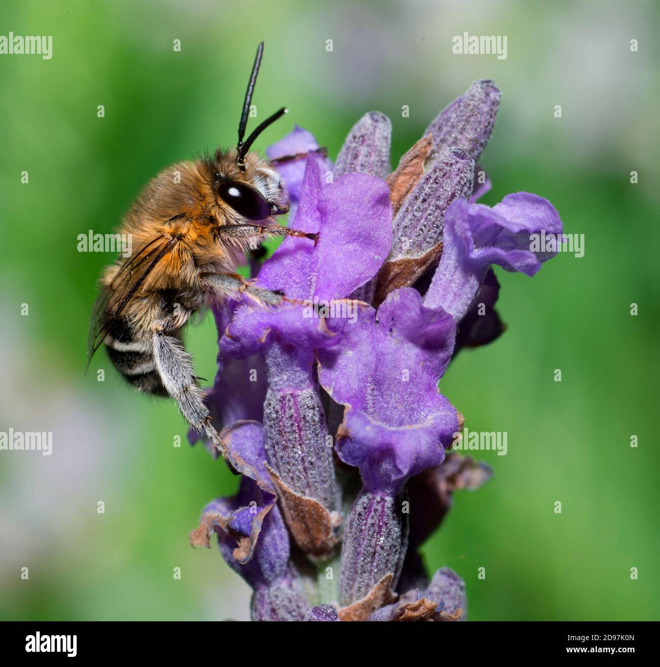 Anthophora (Anthophora pubescens) male on lavender (Lavandula angustifolia), Pays de Loire, France Stock Photo