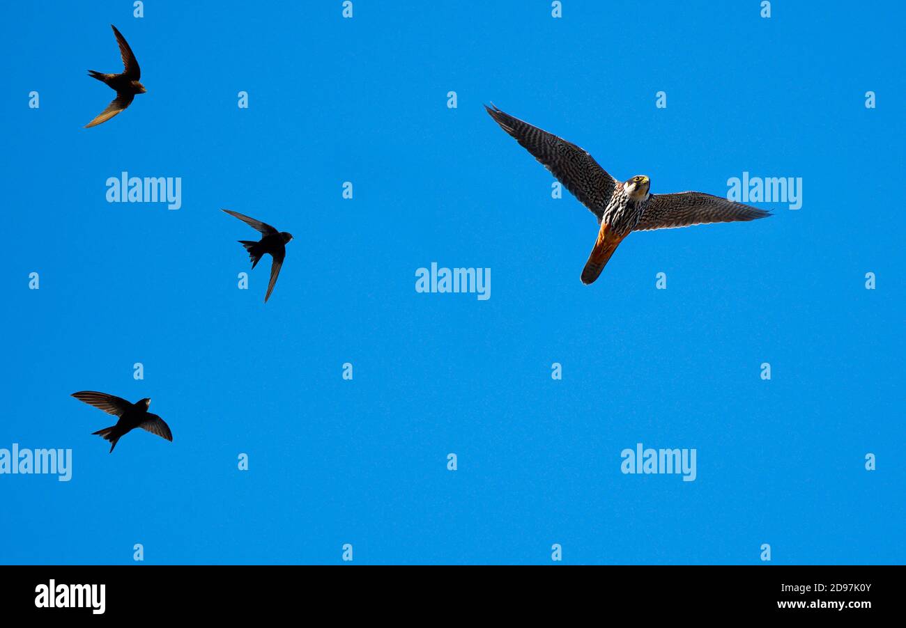 Hobby falcon (Falco subbuteo) hoofed by Common Swift (Apus apus) in flight, Parc naturel regional des Vosges du Nord, France Stock Photo