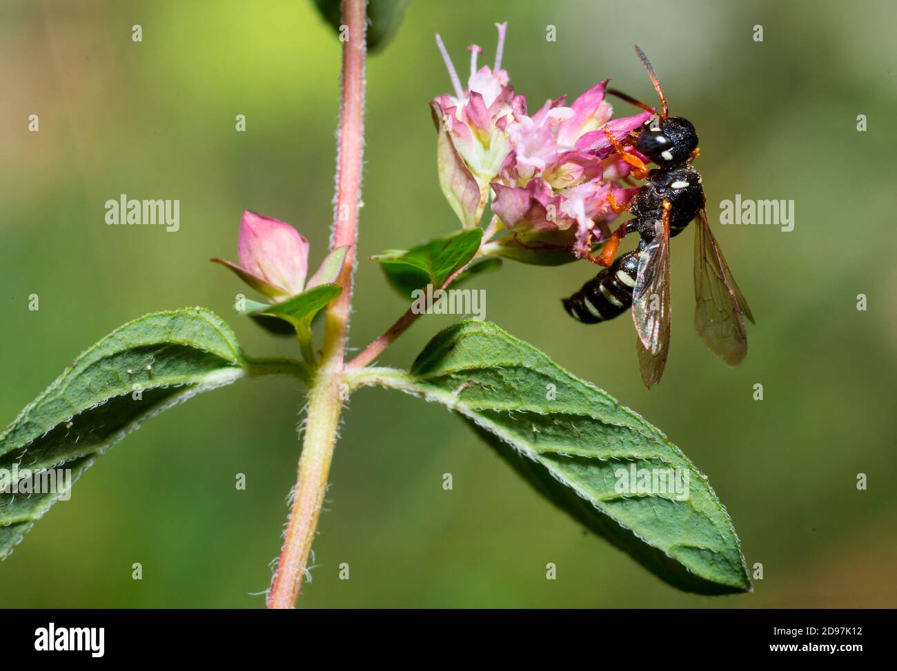 Digger wasp (Cerceris interrupta) gathering an oregano flower, Vosges du Nord Regional Nature Park, France Stock Photo