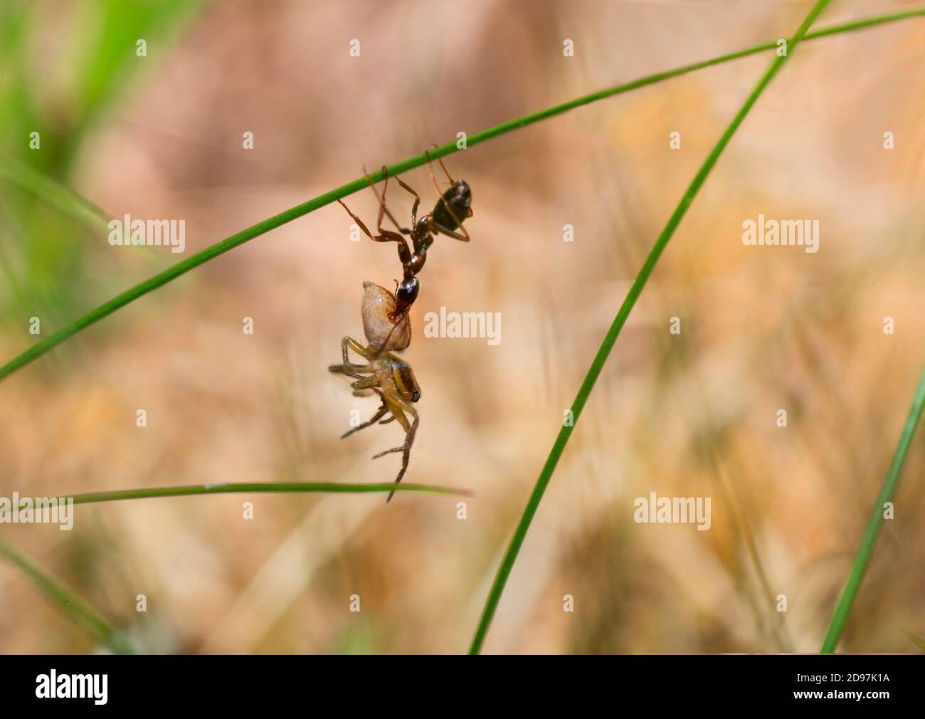 Ant (Formica cinerea) capturing a spider, Parc naturel regional des Vosges du Nord, France Stock Photo