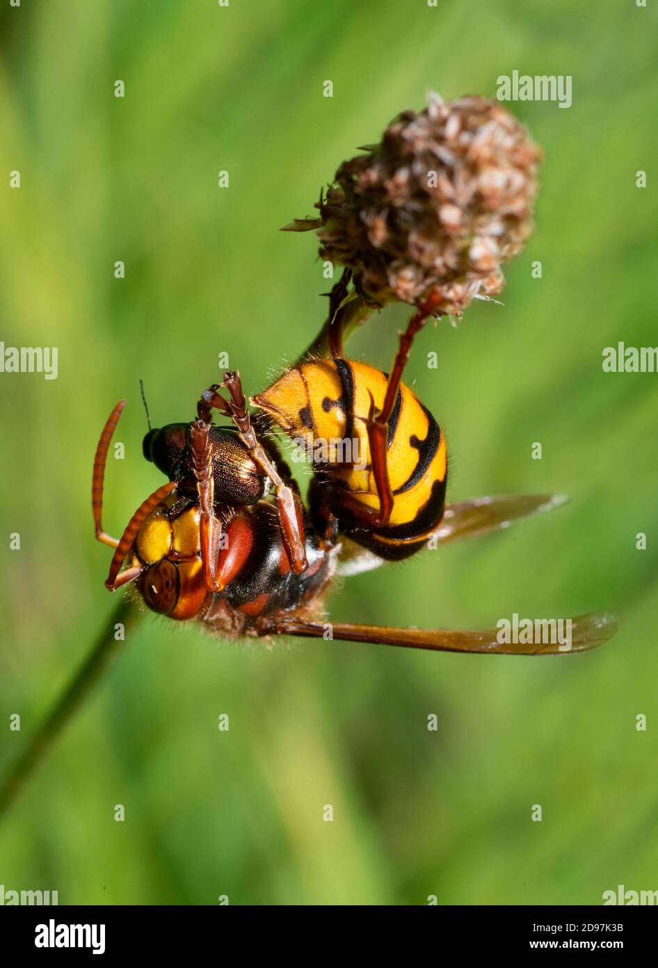 European Hornet (Vespa crabro) devouring a beetle, Vosges du Nord Regional Nature Park, France Stock Photo